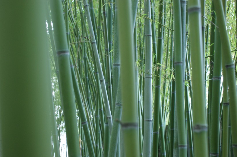 翠绿的竹林图片(10张)