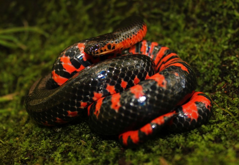 冰冷危险的毒蛇图片(13张)