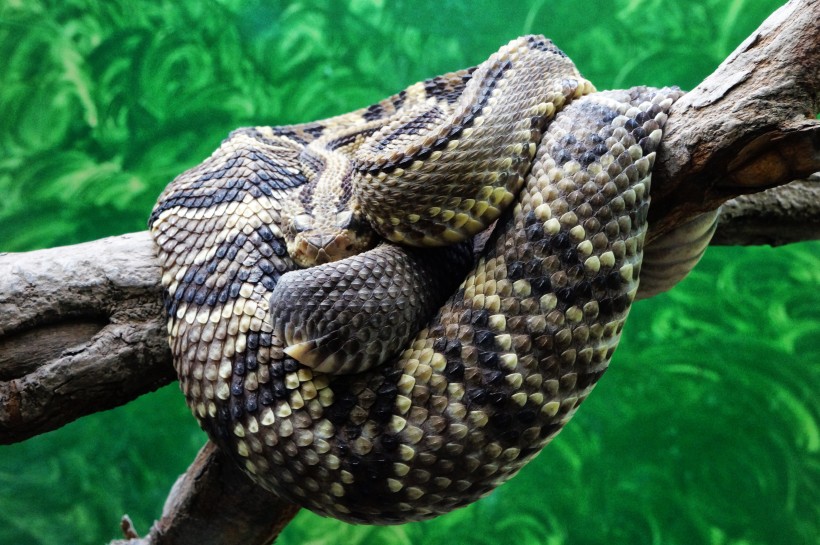 冰冷危险的毒蛇图片(13张)