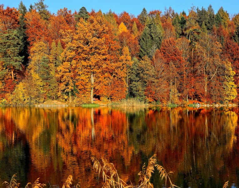 唯美的秋季树林风景图片(13张)