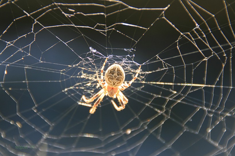 蜘蛛网高清图片(16张)