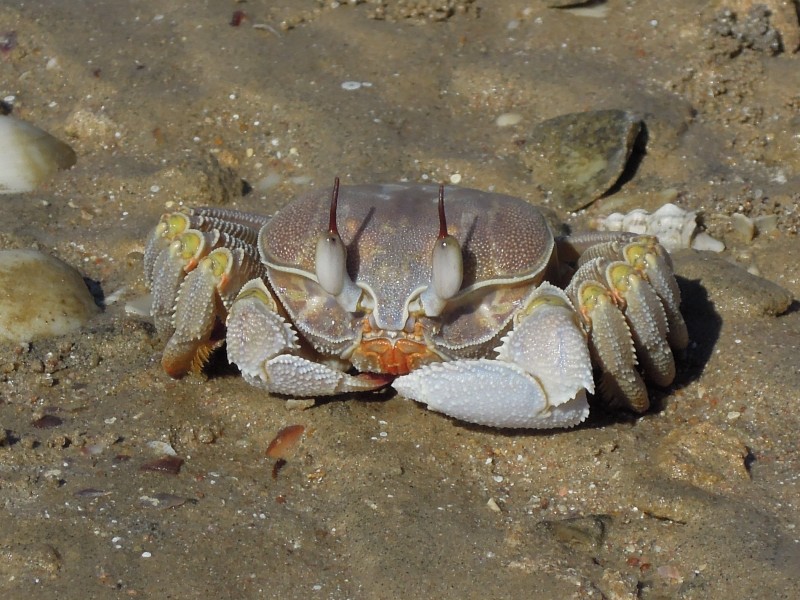 沙滩上的螃蟹图片(15张)