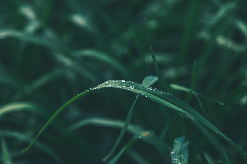 植物上的水珠图片(10张)