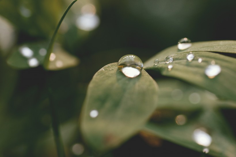 植物上的水珠图片(10张)