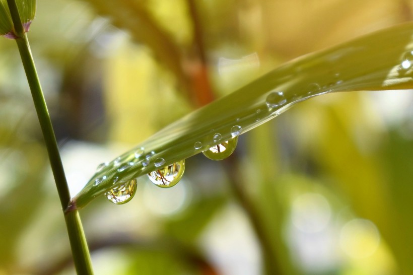 植物上的水珠图片(10张)