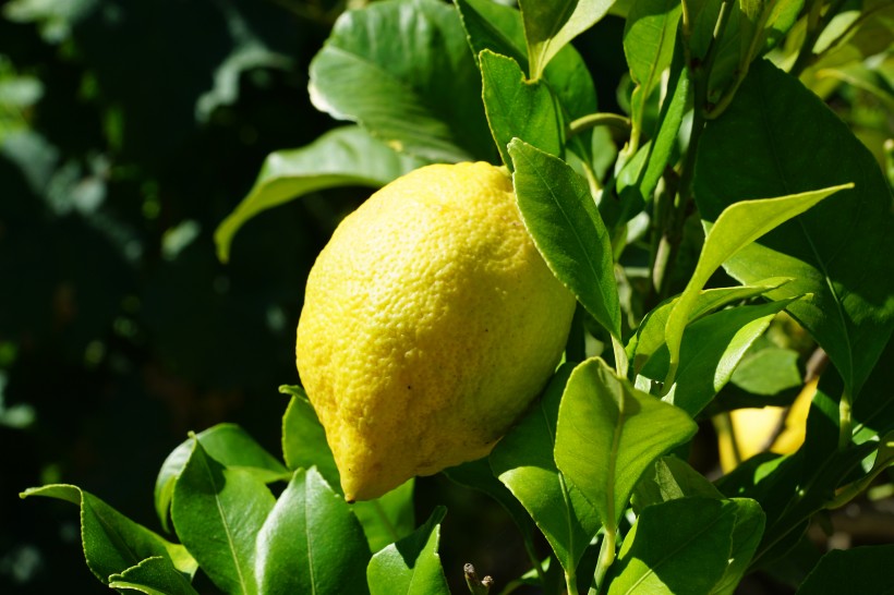 挂在枝头的柠檬图片(14张)