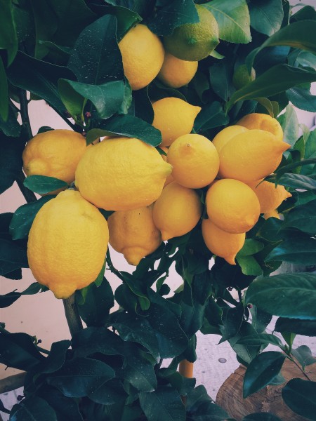 挂在枝头的柠檬图片(14张)