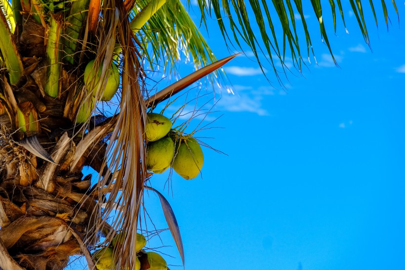 挺拔的椰子树图片(10张)