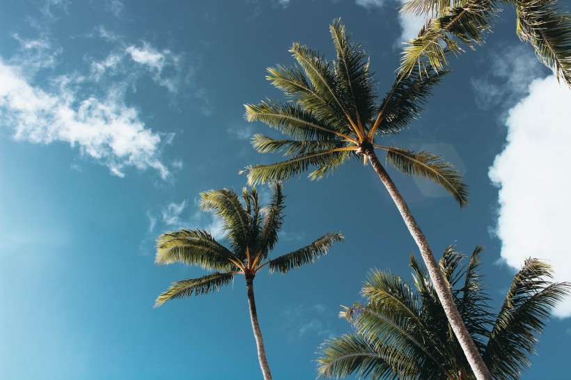 挺拔的椰子树图片(10张)