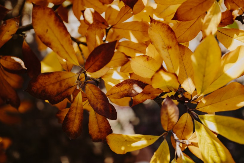 树枝上枯黄的树叶图片(10张)