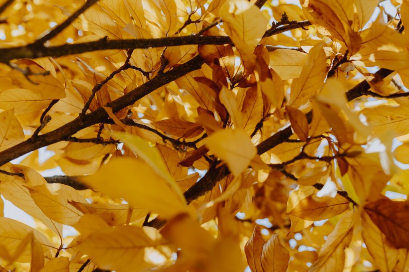 树枝上枯黄的树叶图片(10张)