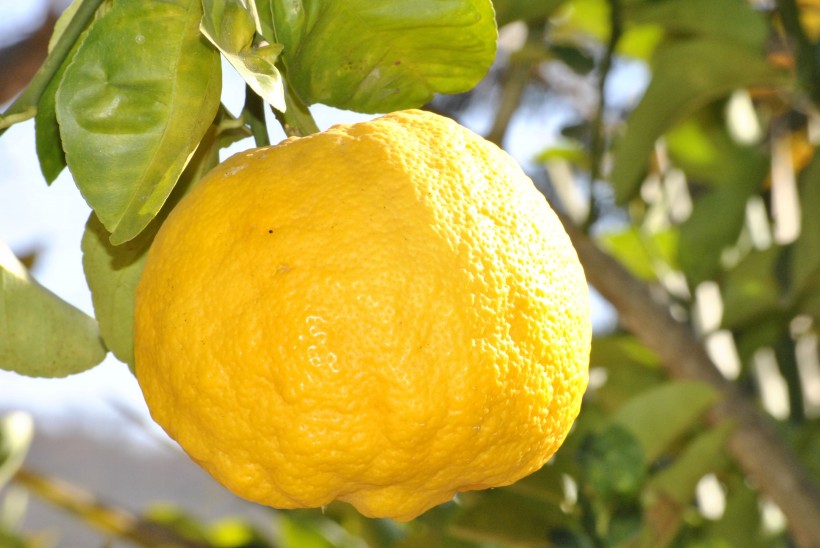 挂在树上的柠檬图片(10张)