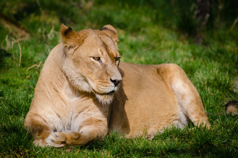 趴在草地上的母狮子图片(13张)