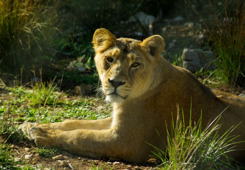 趴在草地上的母狮子图片(13张)