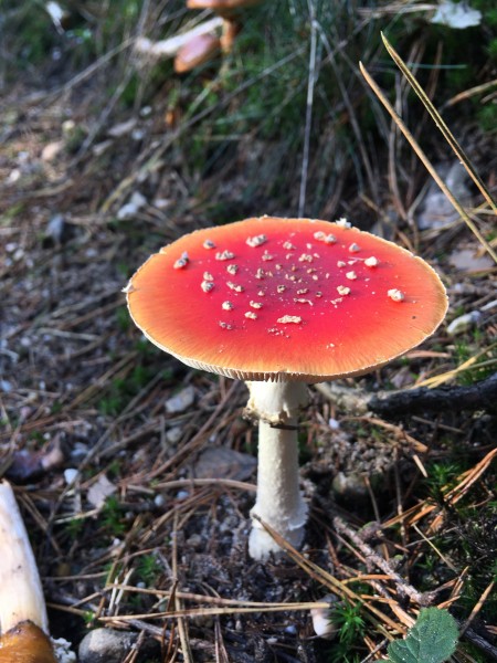 红色毒蝇伞毒蘑菇图片(11张)