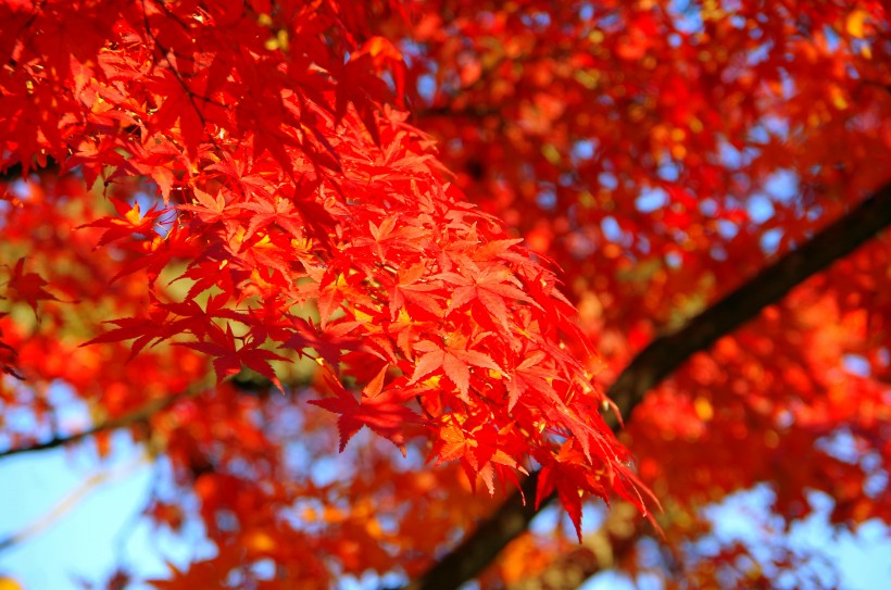 秋季火红枫叶图片(14张)