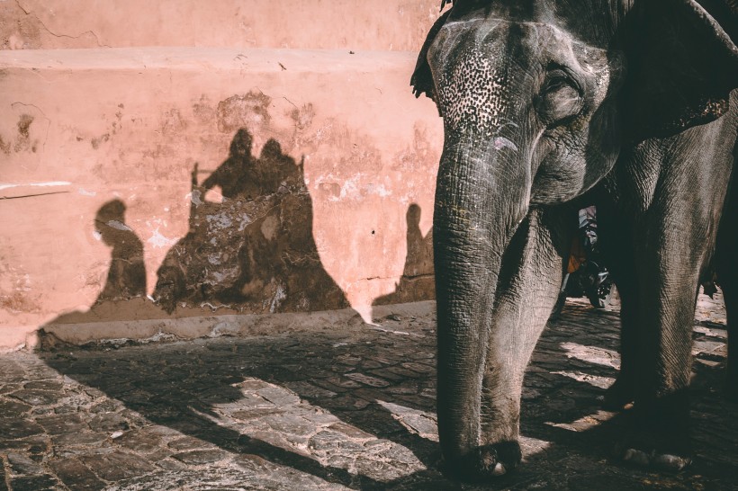 世界上最大的哺乳动物大象图片(10张)