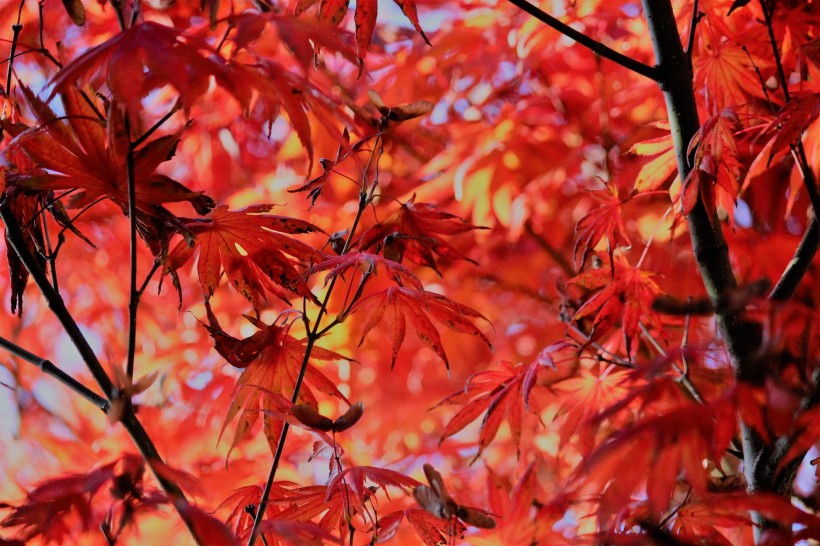 秋季火红枫叶图片(14张)