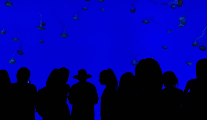 游览水族馆的人图片(14张)