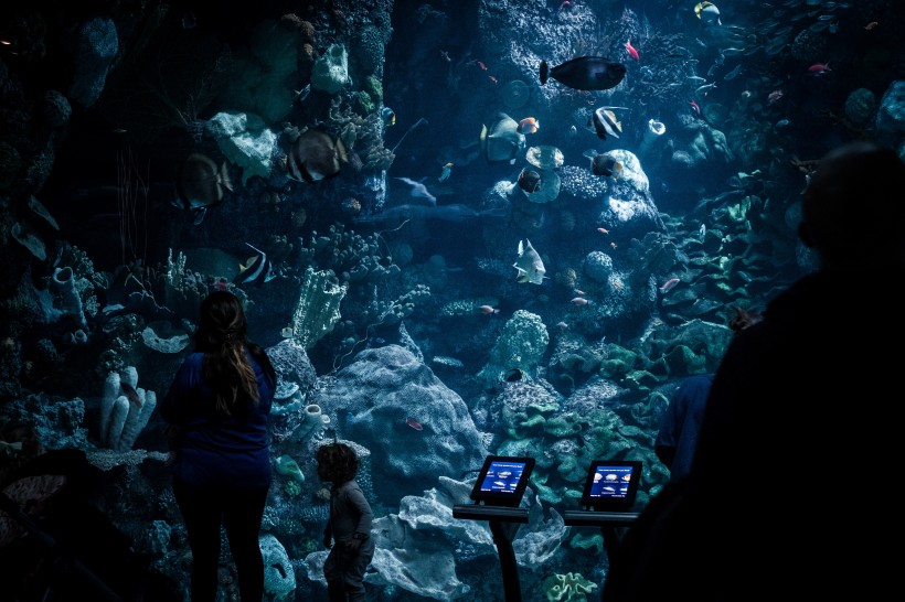 游览水族馆的人图片(14张)