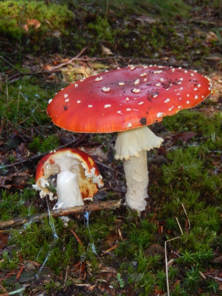 红色毒蝇伞毒蘑菇图片(11张)