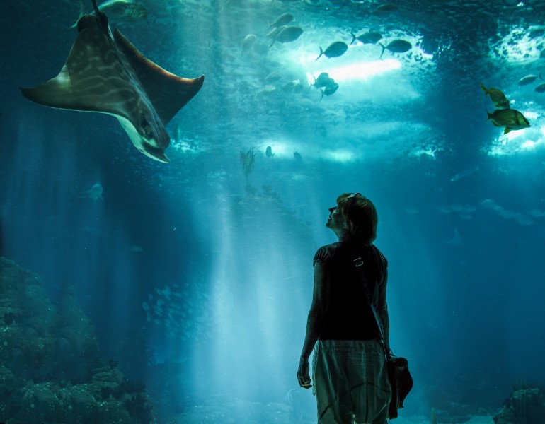 游览水族馆的人图片(14张)