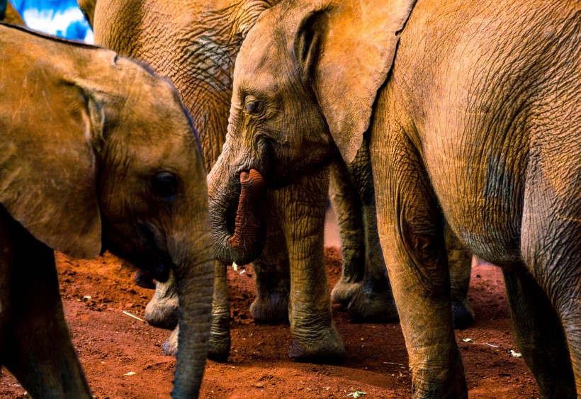 世界上最大的哺乳动物大象图片(10张)