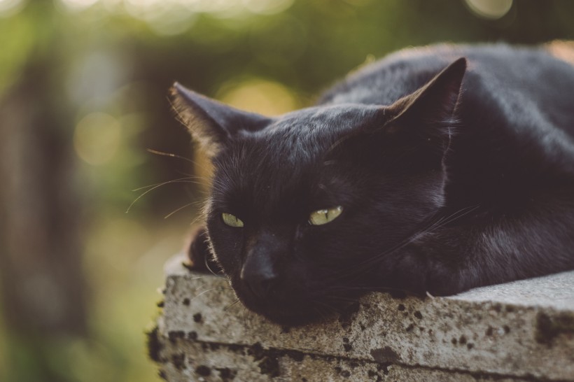 黑色的猫图片(15张)