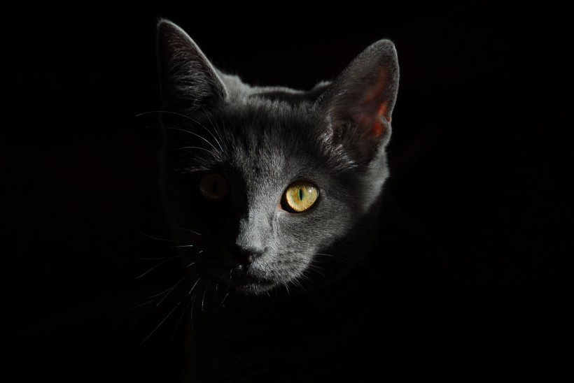 黑色的猫图片(15张)