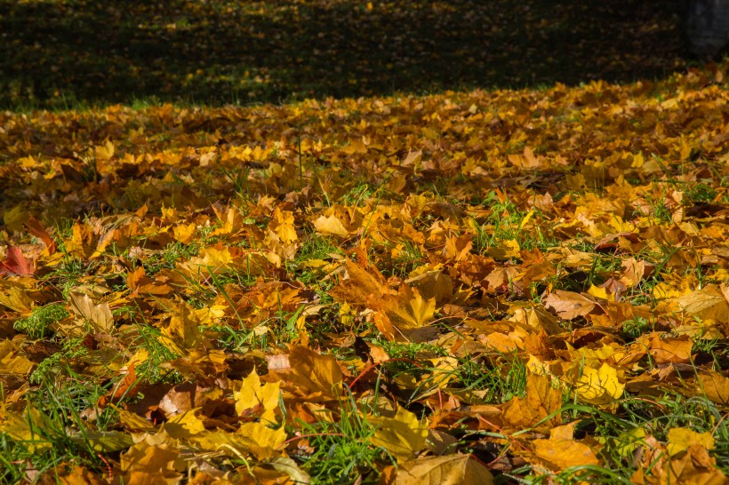 俄罗斯园林园林唯美秋季风景图片(11张)
