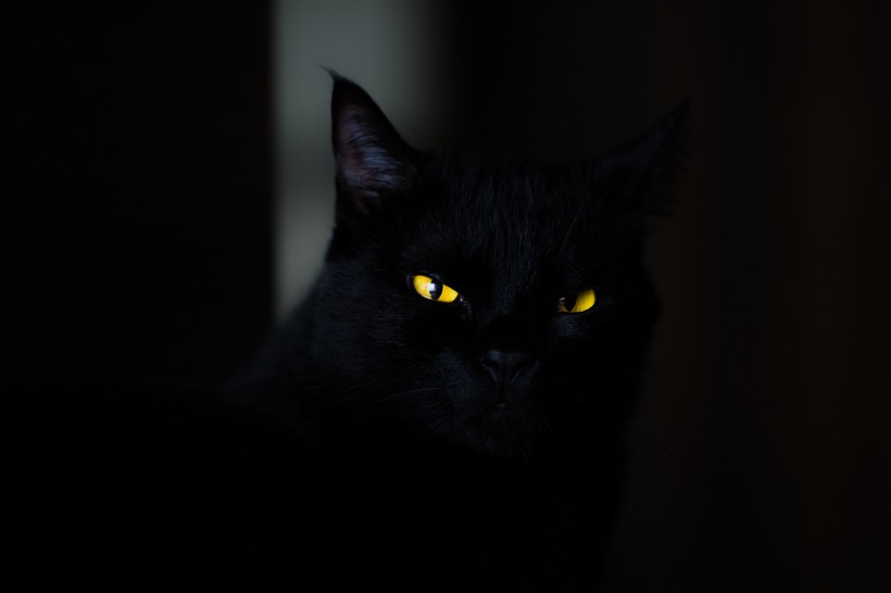 黑色的猫图片(15张)
