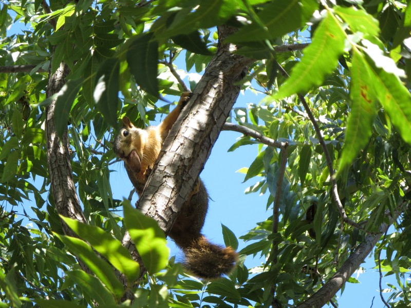 树干上的松鼠图片(12张)