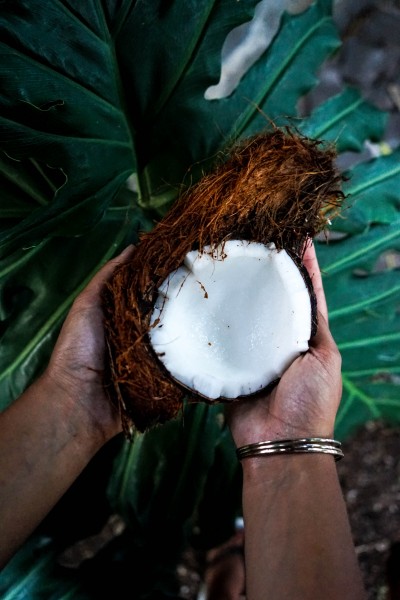 椰子的高清图片(10张)