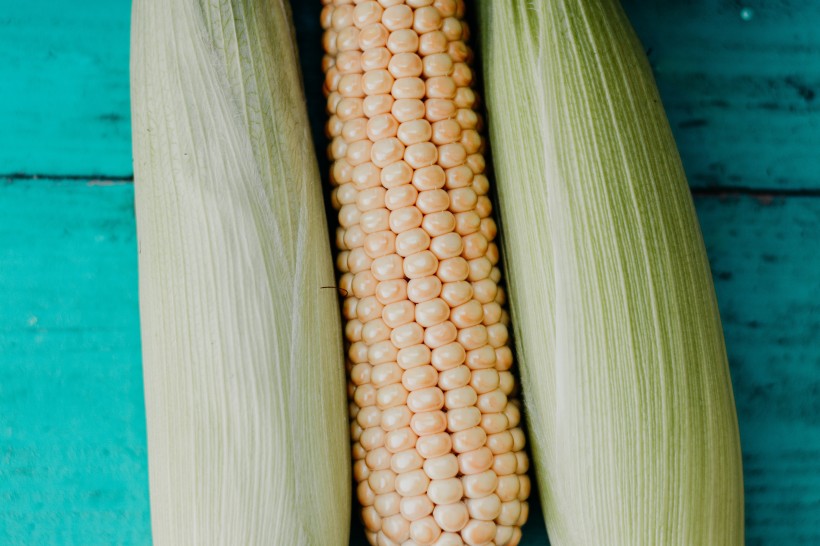 饱满圆润的玉米图片(10张)