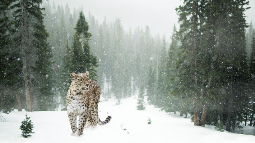 珍贵的雪豹图片(8张)