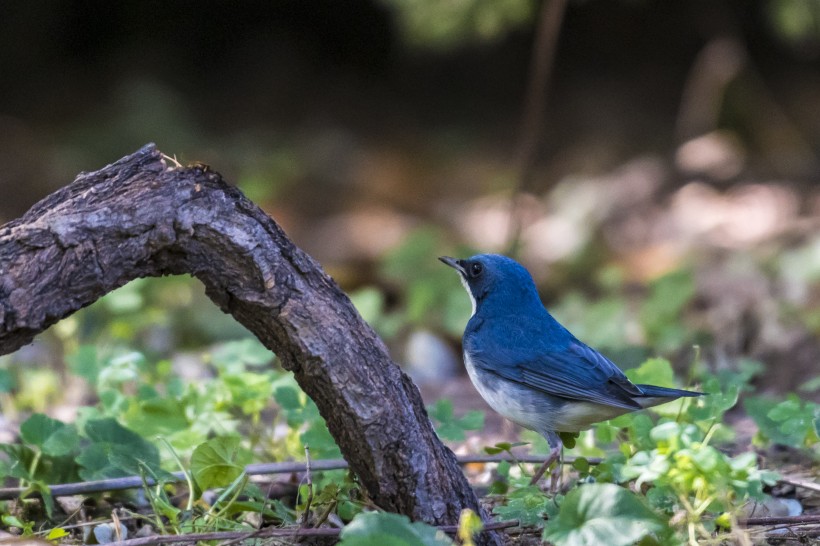 蓝歌鸲鸟类图片(9张)