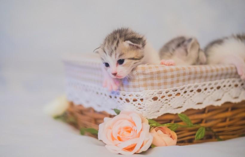 可爱的小奶猫图片(11张)