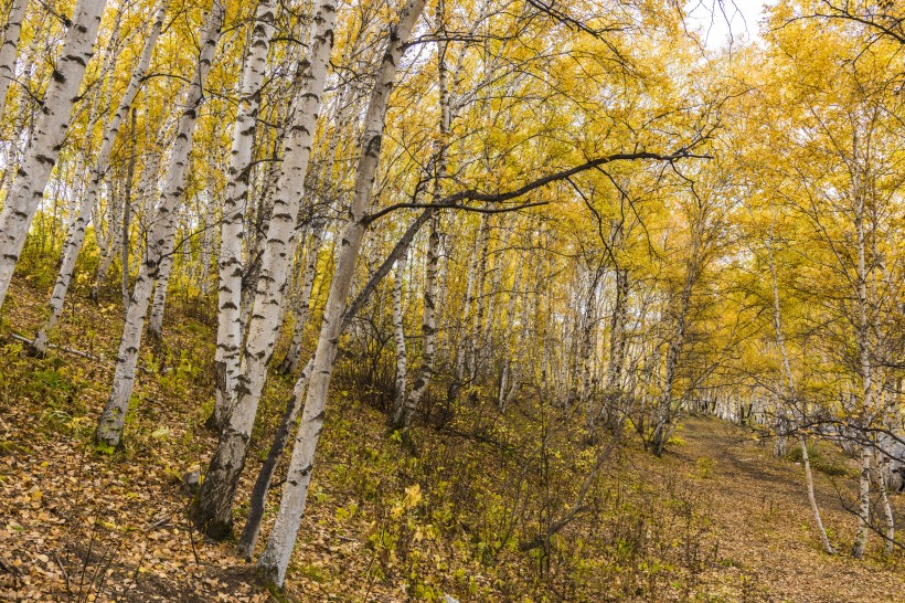 乌兰布统草原秋天自然风景图片(15张)