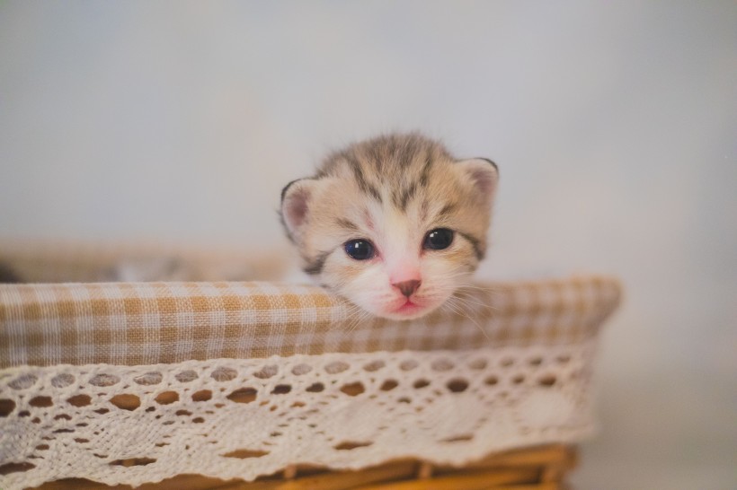 可爱的小奶猫图片(11张)