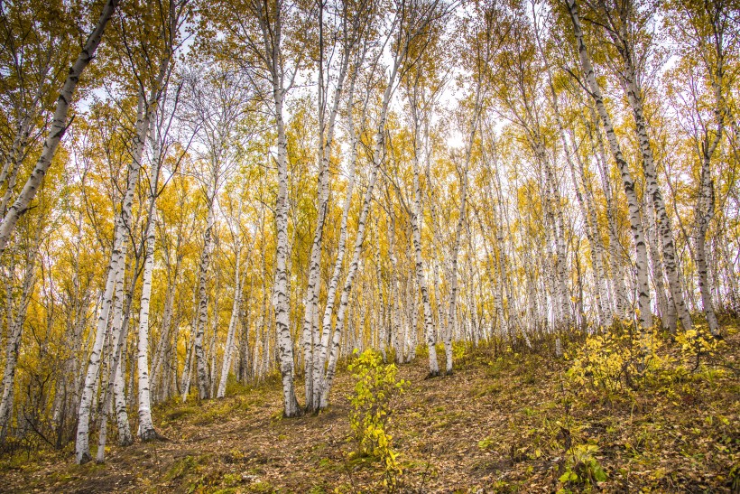 乌兰布统草原秋天自然风景图片(15张)
