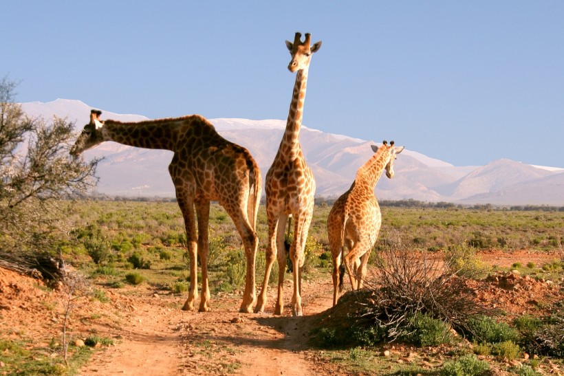 高大的长颈鹿图片(15张)
