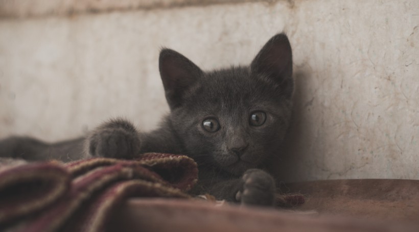 俄罗斯蓝猫图片(12张)