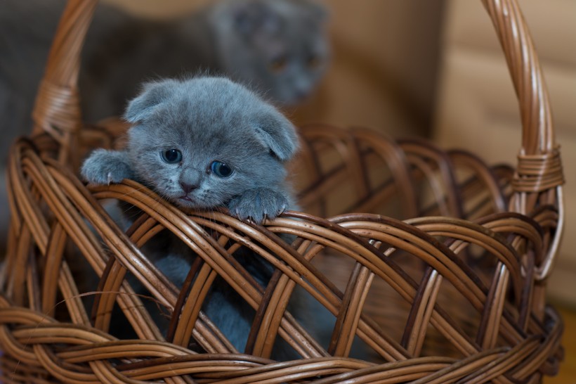 俄罗斯蓝猫图片(12张)