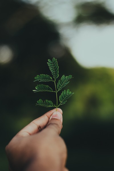 绿色的植物叶片图片(11张)