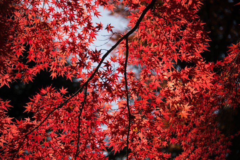 深红的枫叶图片(10张)