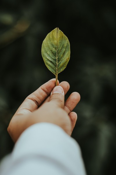 绿色的植物叶片图片(11张)