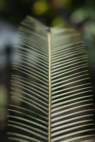 绿色的植物叶片图片(11张)