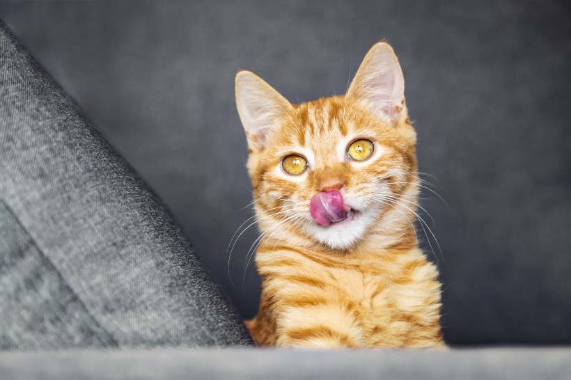 可爱的黄色小猫咪喵星人宠物图片(10张)