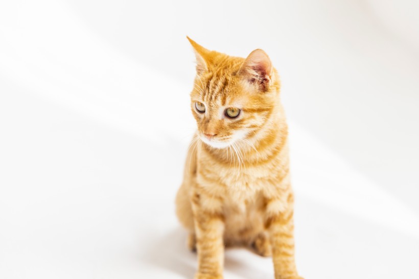 可爱的黄色小猫咪喵星人宠物图片(10张)