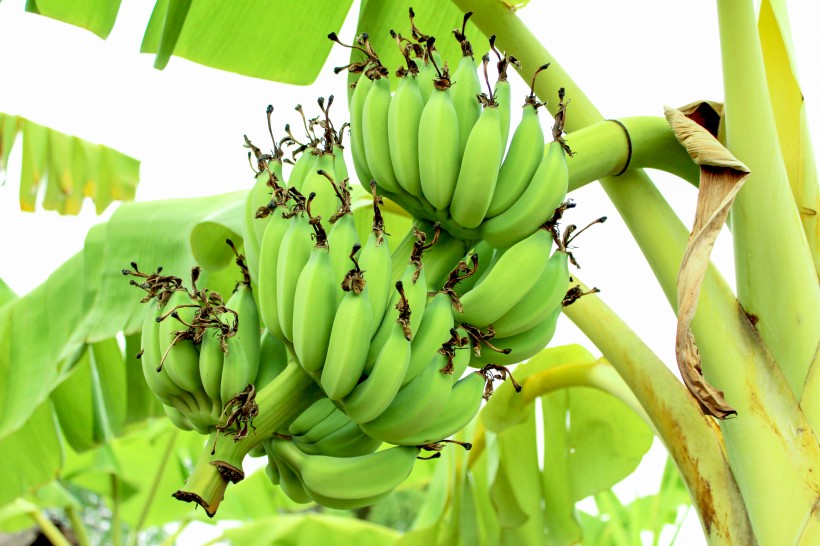 未成熟的绿色香蕉图片(12张)